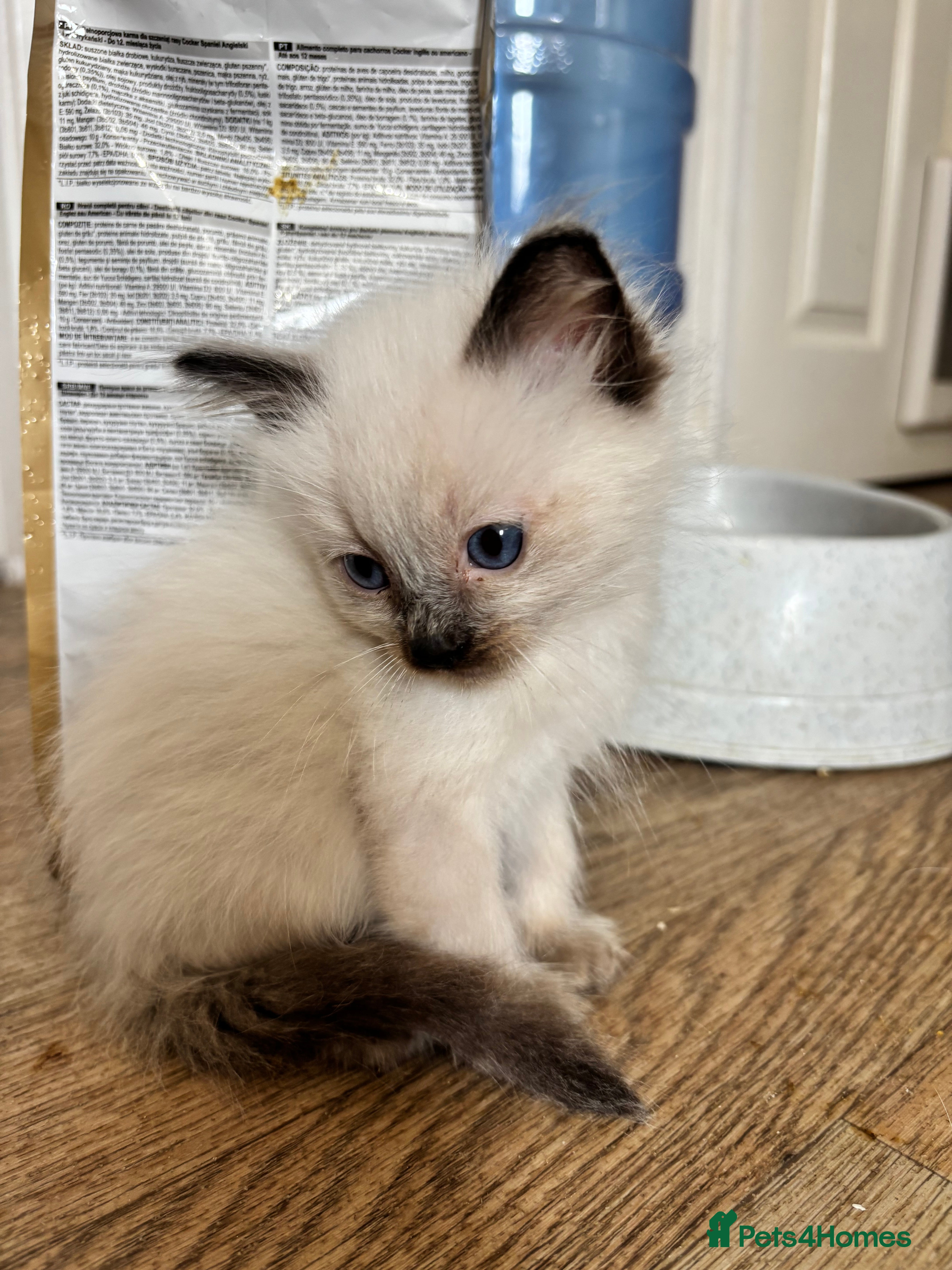 Ragdoll cats Ragdoll kittens -1 boy left available  - Advert 2