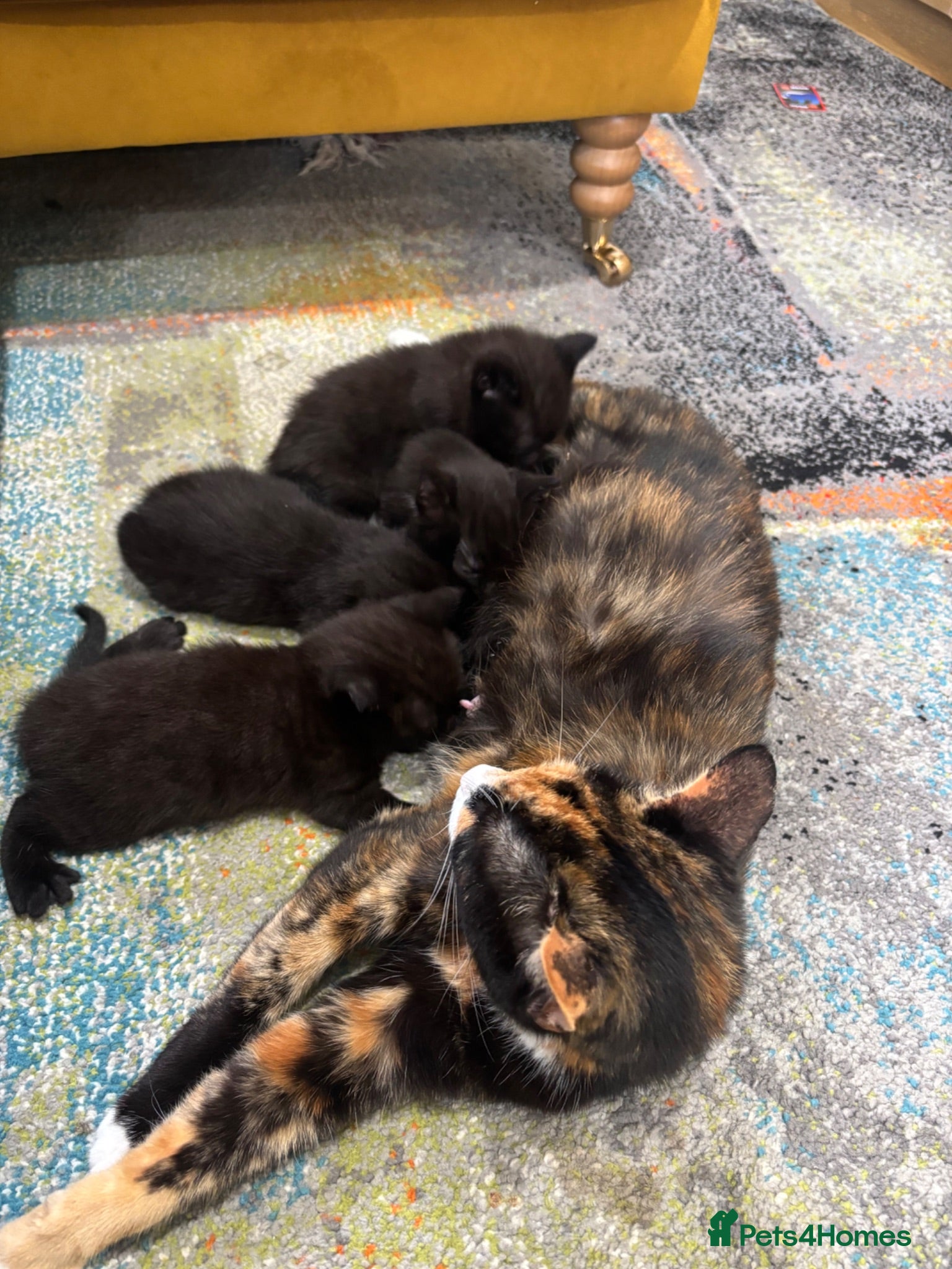 Mixed Breed cats 4 healthy black and black and kittens  - Advert 13