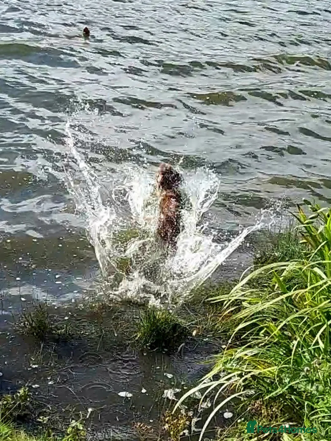 Cocker Spaniel dogs for stud: PROVEN Red Cocker Spaniel at Stud in Durham - Advert 11