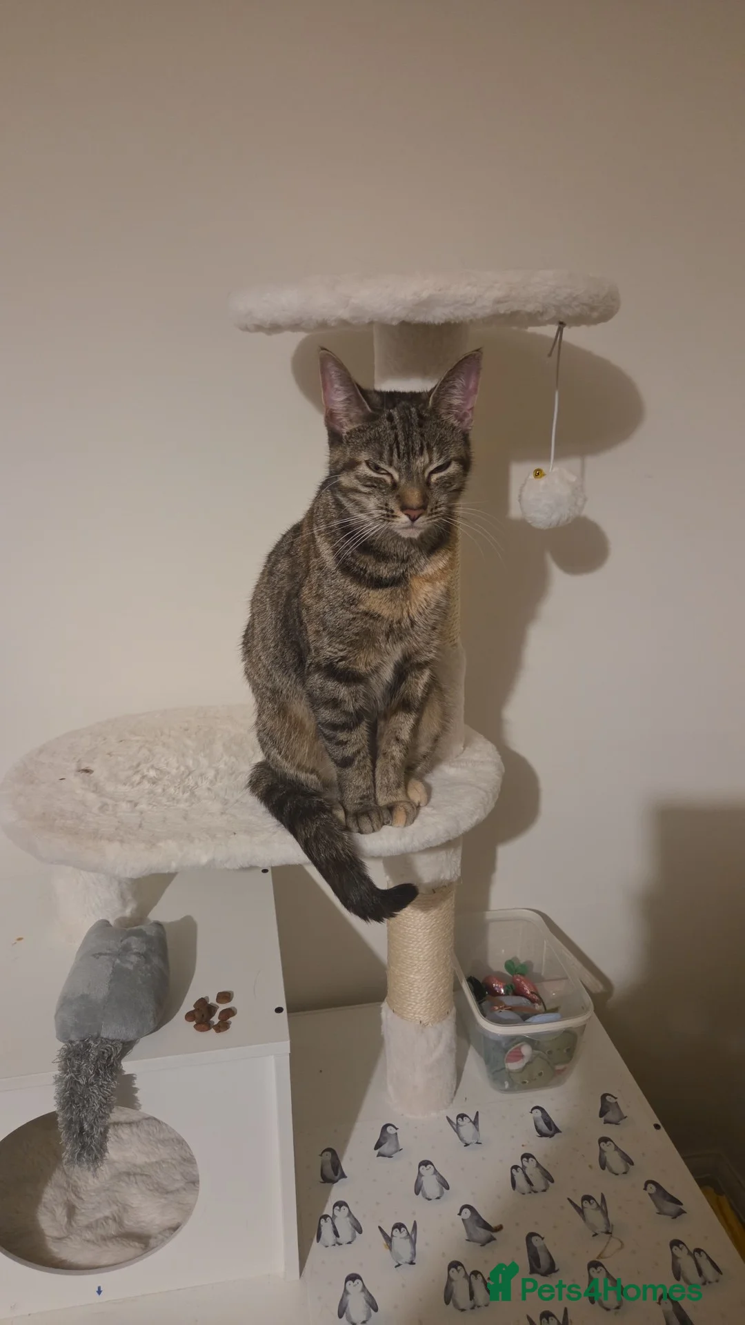 Domestic Shorthair cats for sale: Miss Athena Needs a New Home - Advert 2