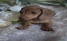 Miniature Dachshund dogs for sale: KC Smooth Coat Miniature Dachshund Puppies - Image 11