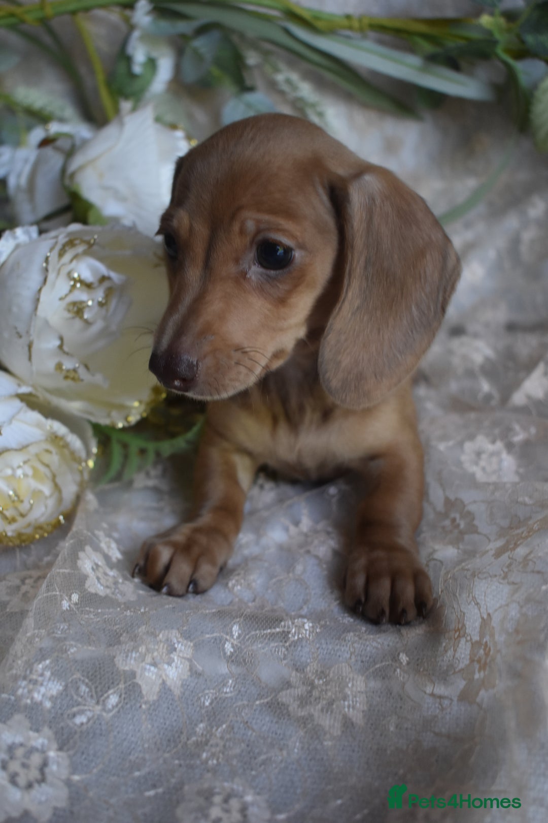 Miniature Dachshund dogs for sale: KC Smooth Coat Miniature Dachshund Puppies - Image 11