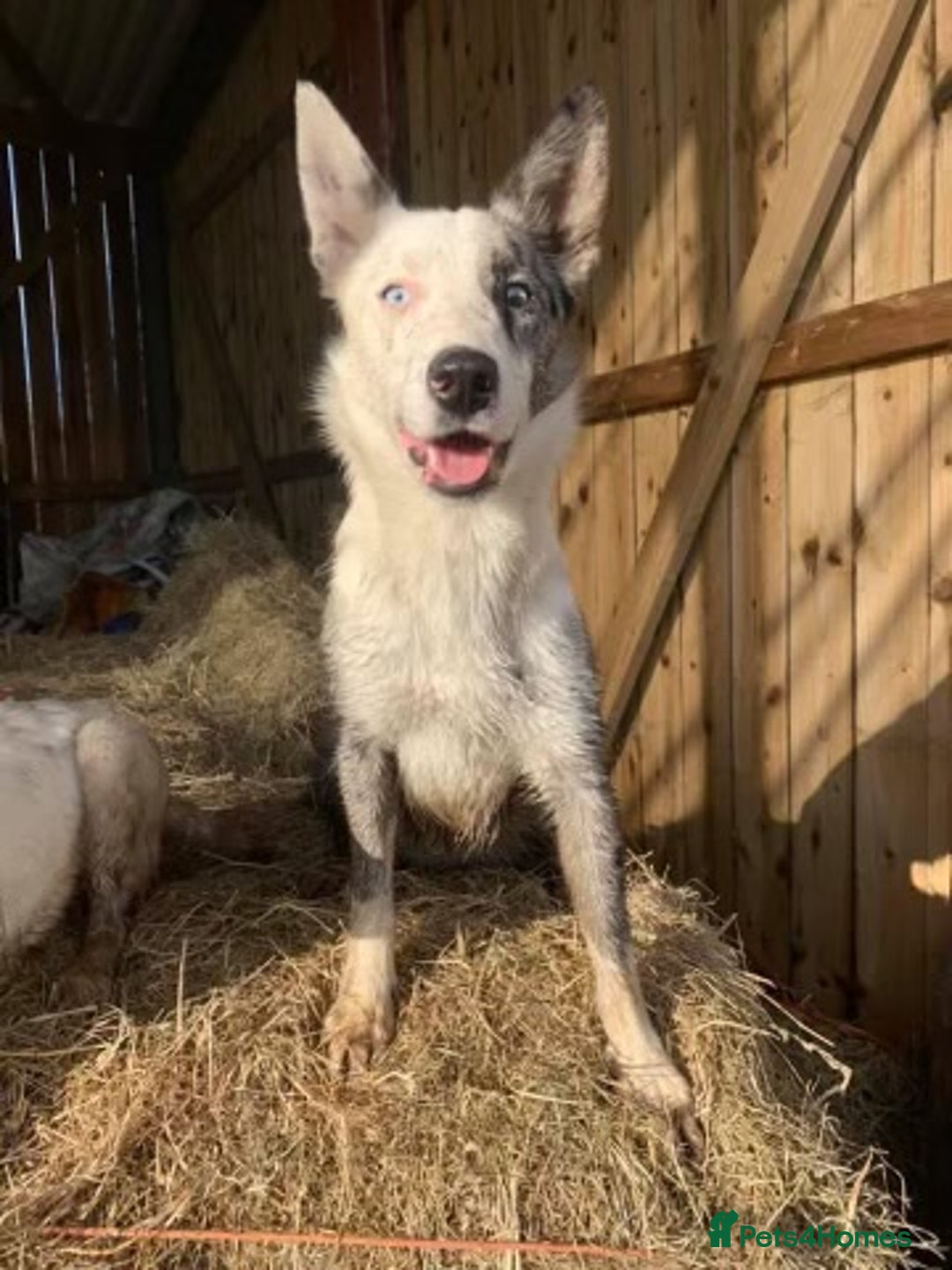Border Collie dogs for sale: Border Collies READY NOW - Image 35