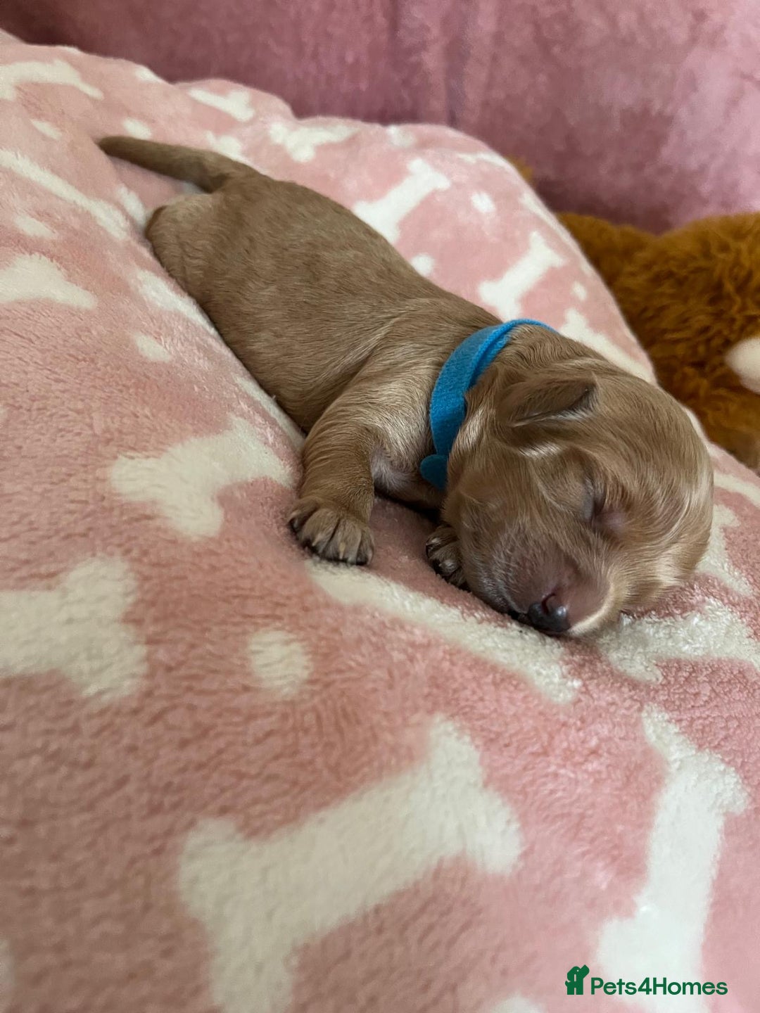 Cockapoo dogs for sale: 🌸3 gorgeous Chunky Cockapoos 🌸 - Image 3