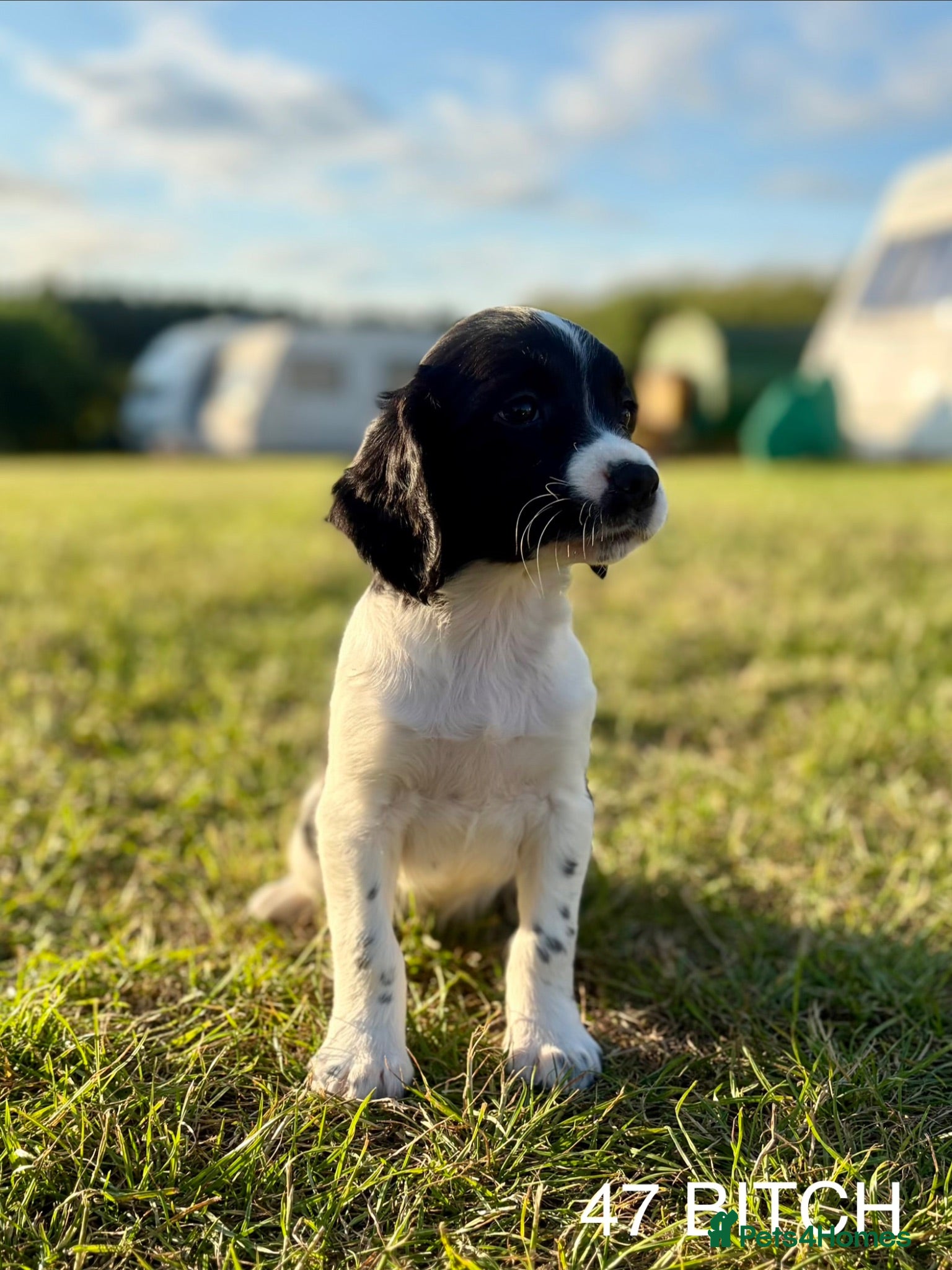 English Springer Spaniel dogs KC HEALTH TESTED SPRINGER SPANIEL PUPPIES  - Advert 2