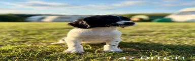 English Springer Spaniel 4