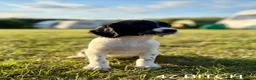 English Springer Spaniel dogs for sale: KC HEALTH TESTED SPRINGER SPANIEL PUPPIES  - Advert 13