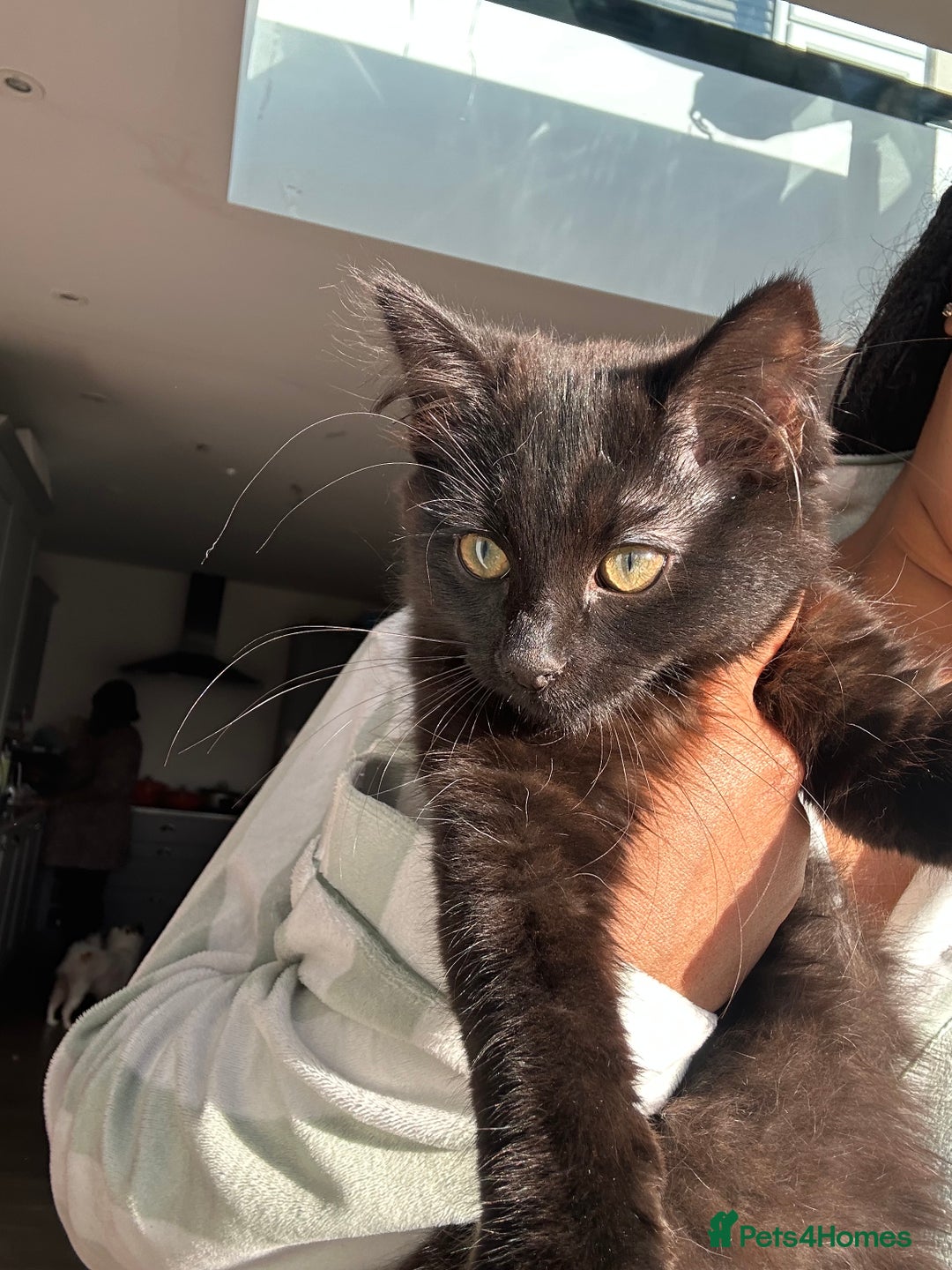 Bombay cats for sale: Adorable Kittens for Sale — Born on 18/08/2025 - Advert 9