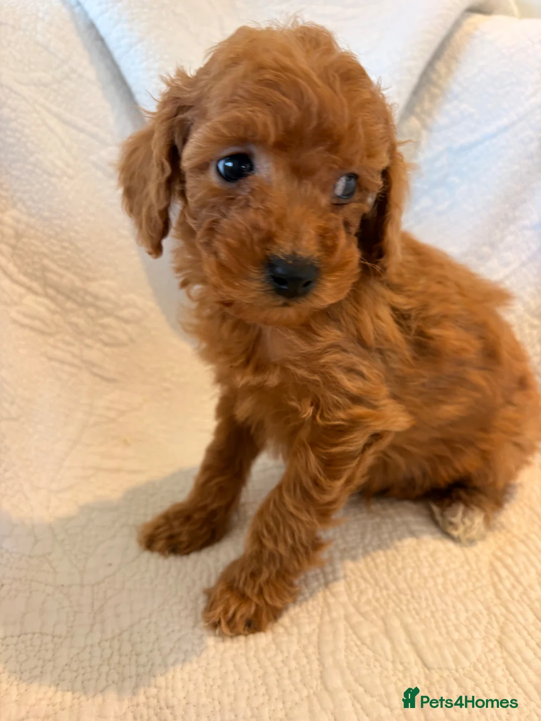 Labradoodle dogs for sale: LICENSED BREEDER HEALTH TESTED MINI LABRADOODLES - Advert 9