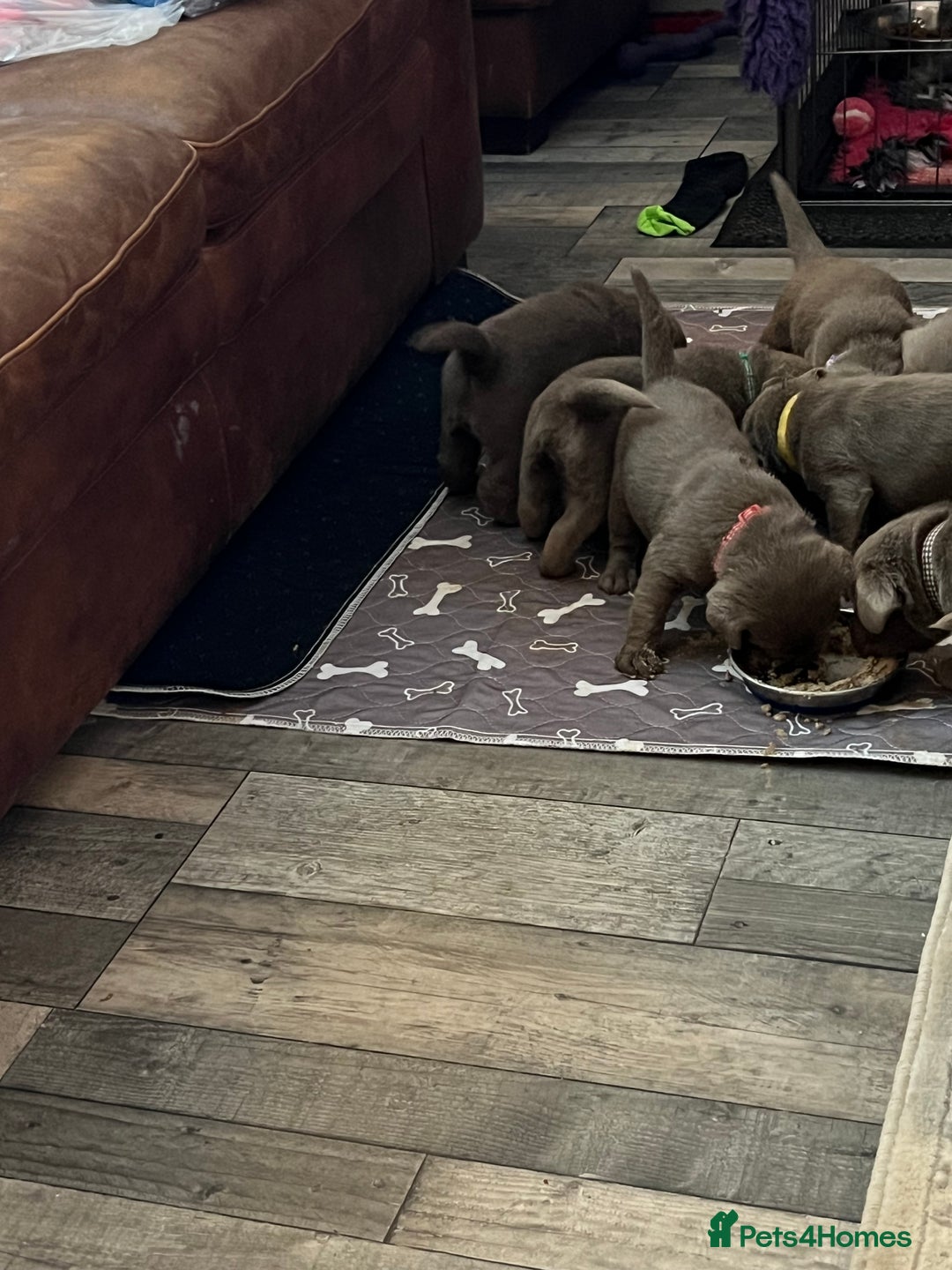 Labrador Retriever dogs for sale: Kc dna clear silver Labrador pups  - Advert 19