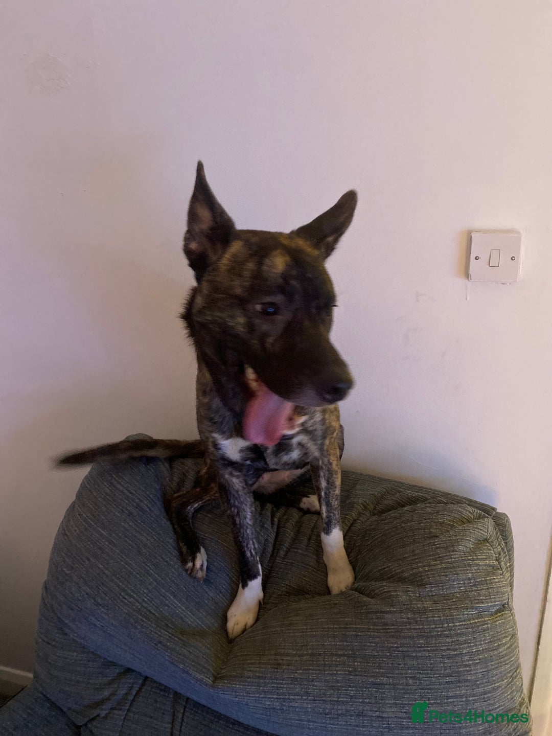 Mixed Breed dogs for sale: Husky x staff - Image 6