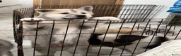 Siberian Husky dogs for sale: Siberian husky  in Dudley - Advert 16