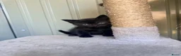 Mixed Breed cats for sale: Mixed black British long hair  - Advert 9