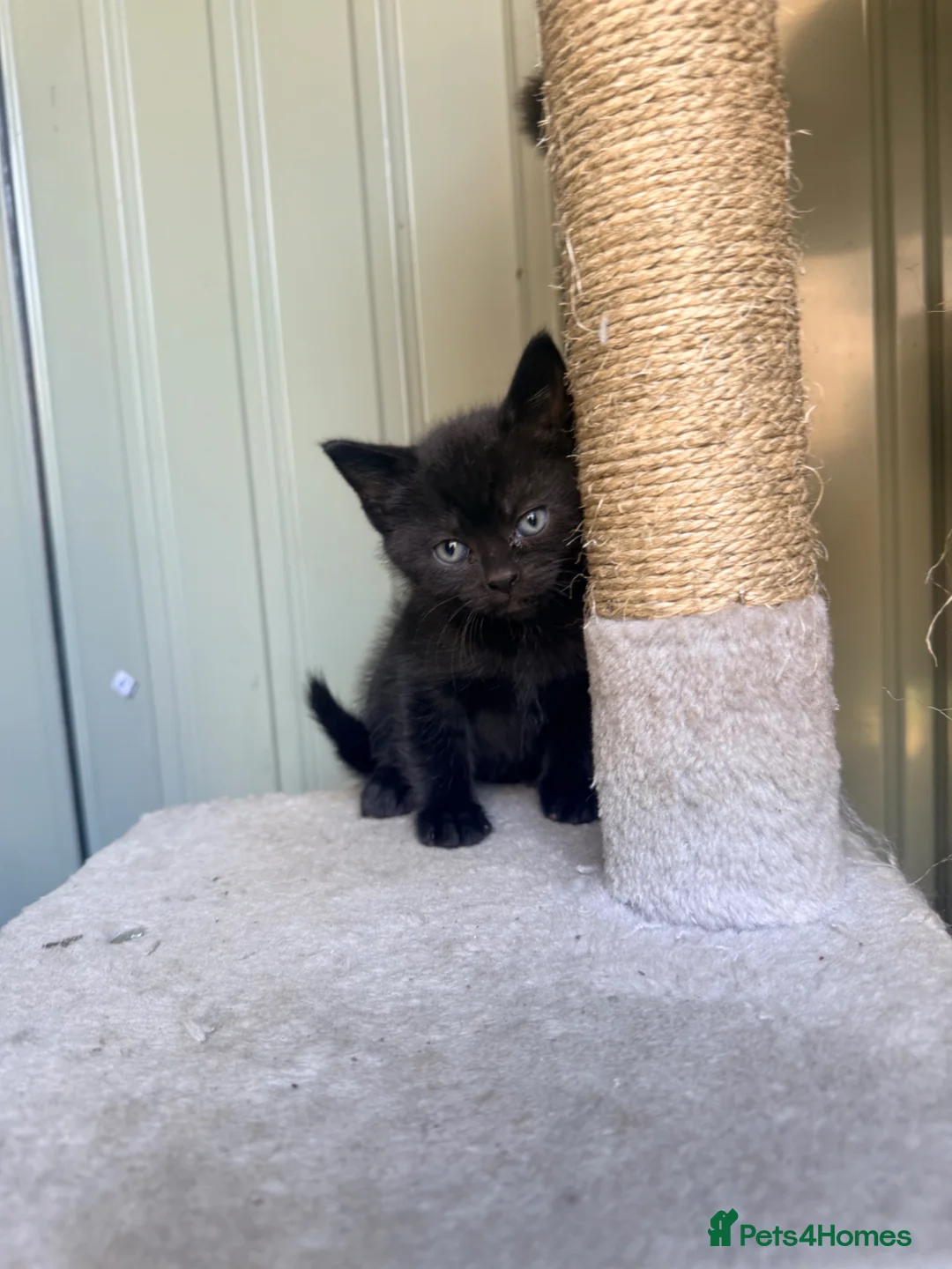 Mixed Breed cats for sale: Mixed black British long hair  - Advert 9