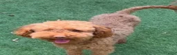 Toy Poodle dogs for stud: Kc toy poodle for stud duties  in Hinckley - Advert 2