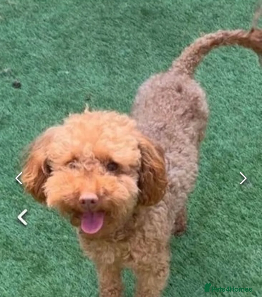 Toy Poodle dogs for stud: Kc toy poodle for stud duties  in Hinckley - Advert 2