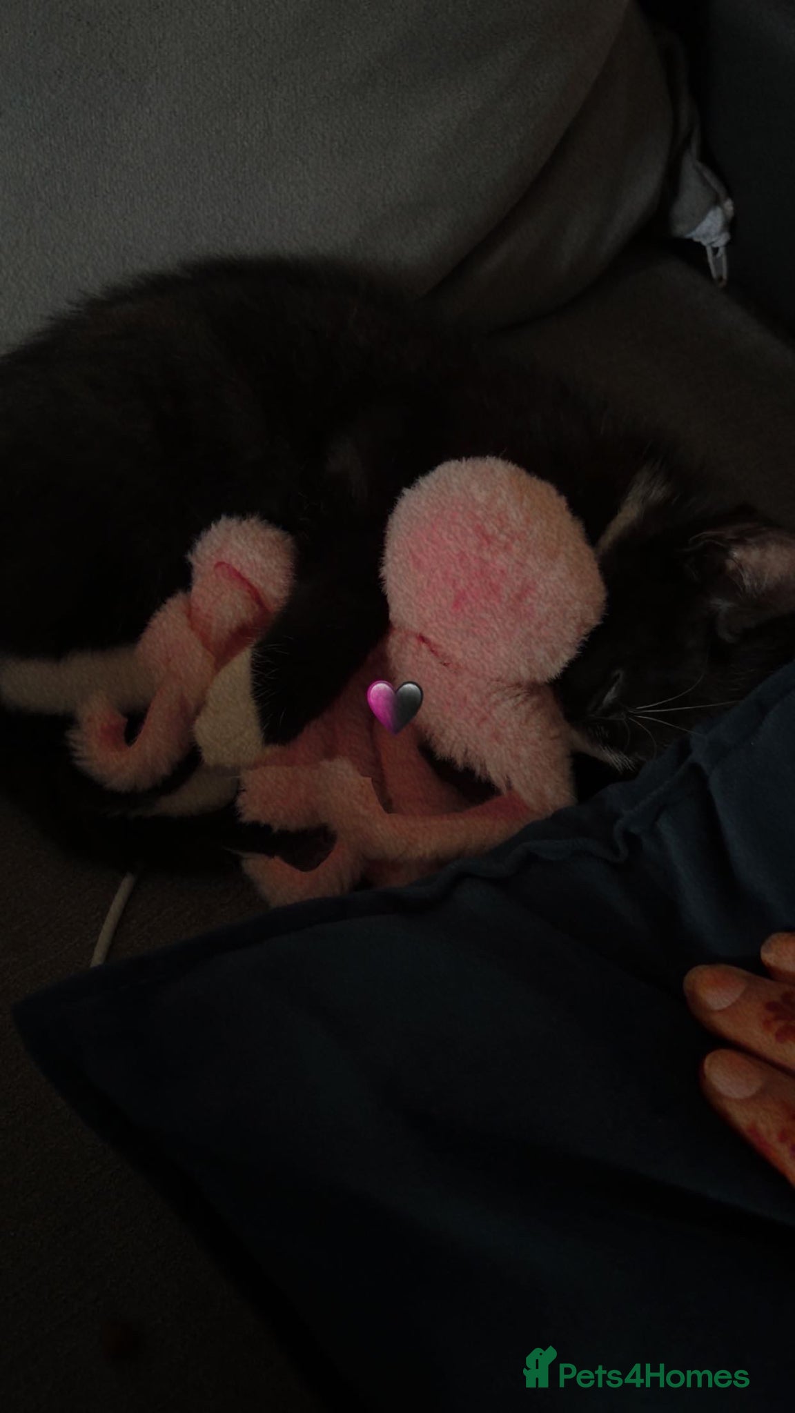 Mixed Breed birds budgie - Advert 6