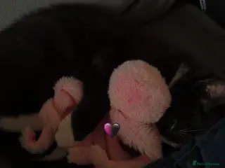 Mixed Breed birds budgie - Advert 1