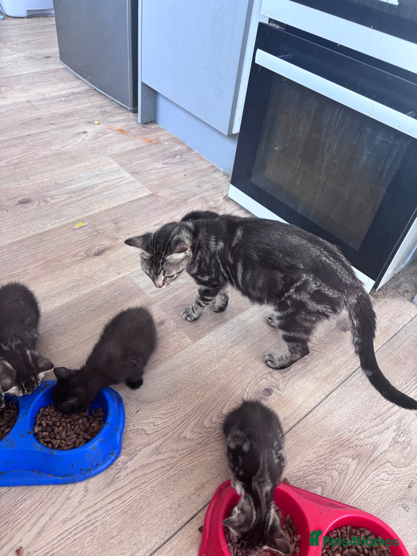 Mixed Breed cats 3 female kittens  - Advert 2