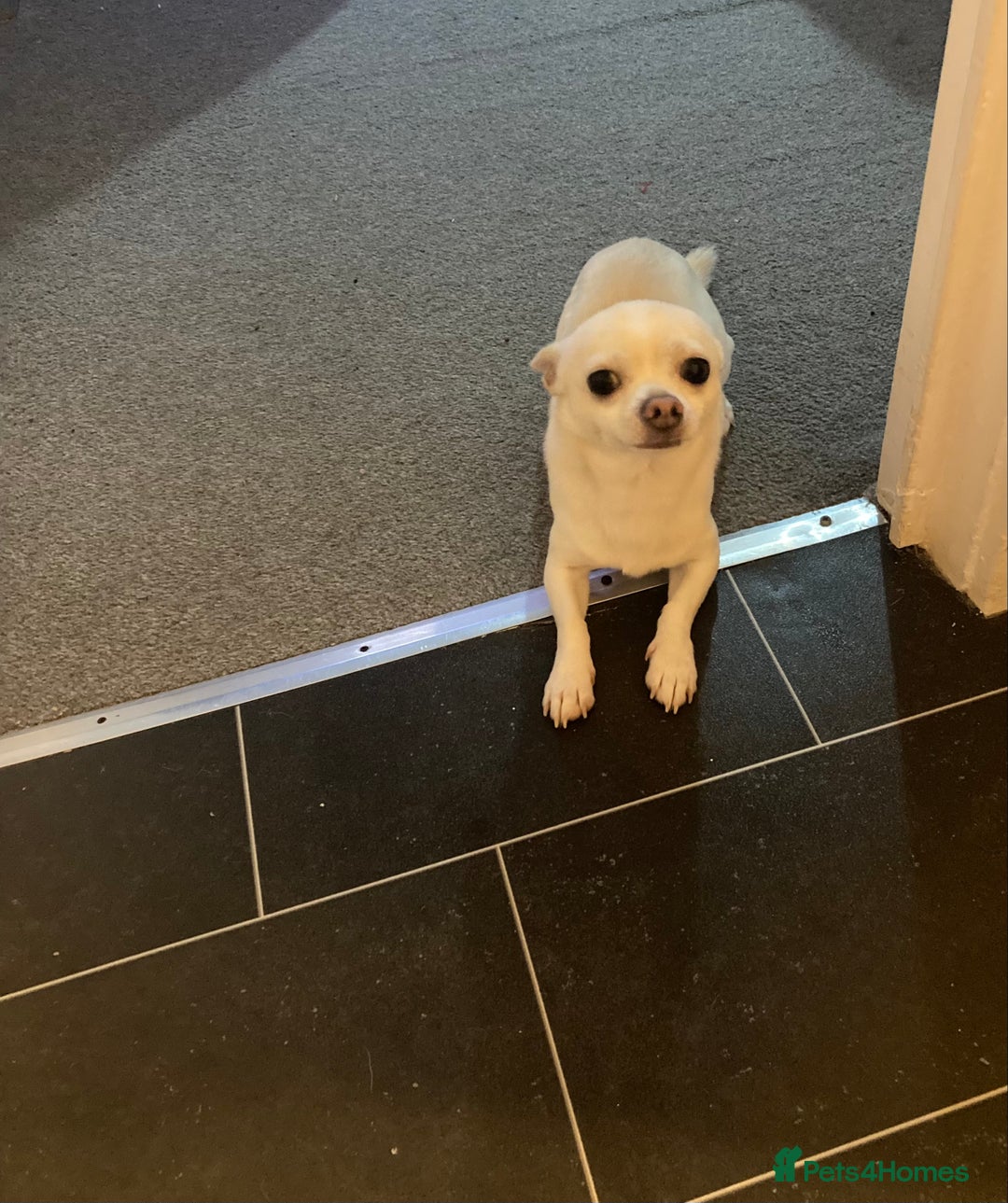 Chihuahua dogs for stud: Chihuahua for STUD £250 - Advert 2