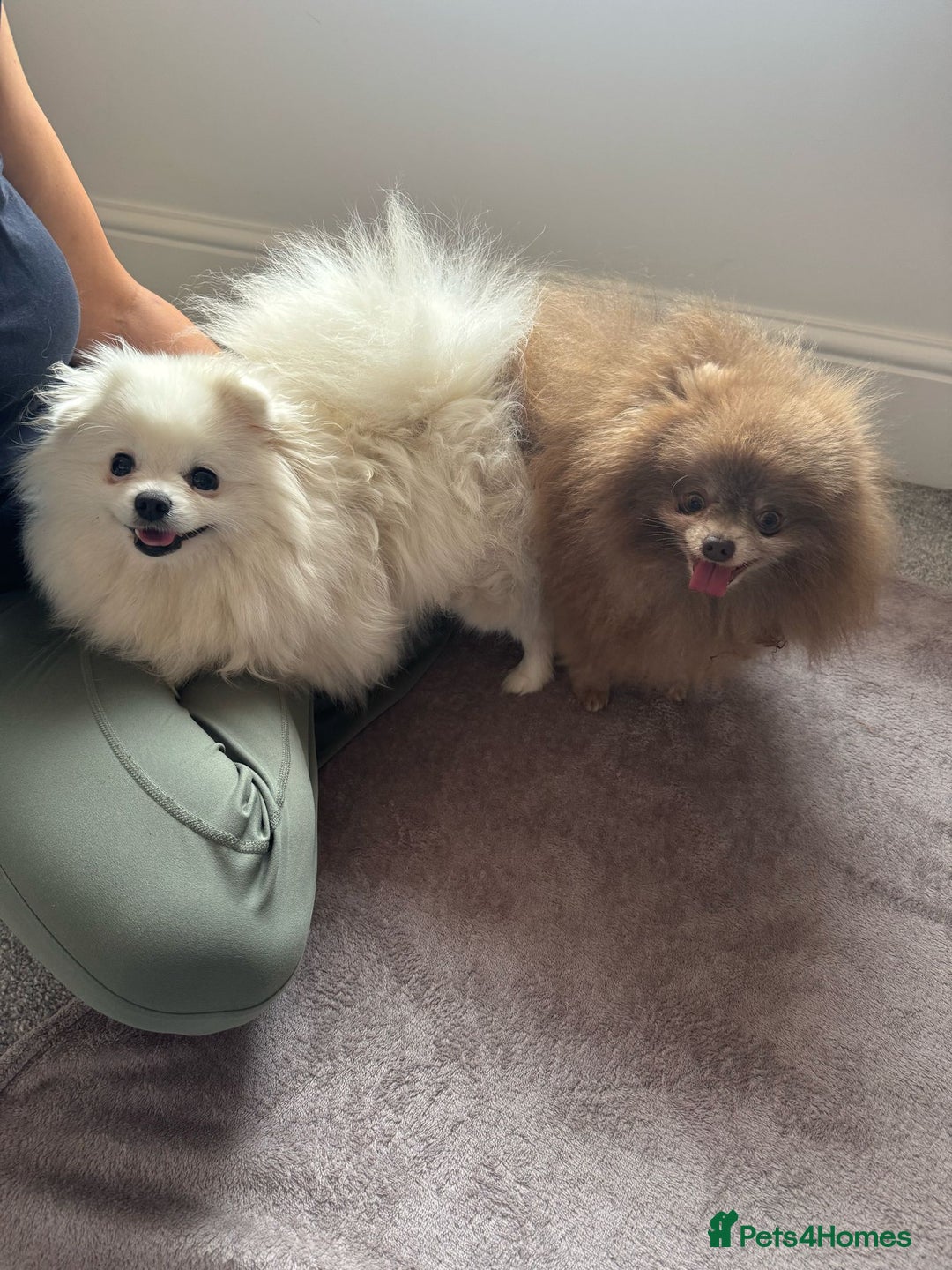 Pomeranian dogs for sale: Adorable mini Pomeranian ❤ - Advert 28
