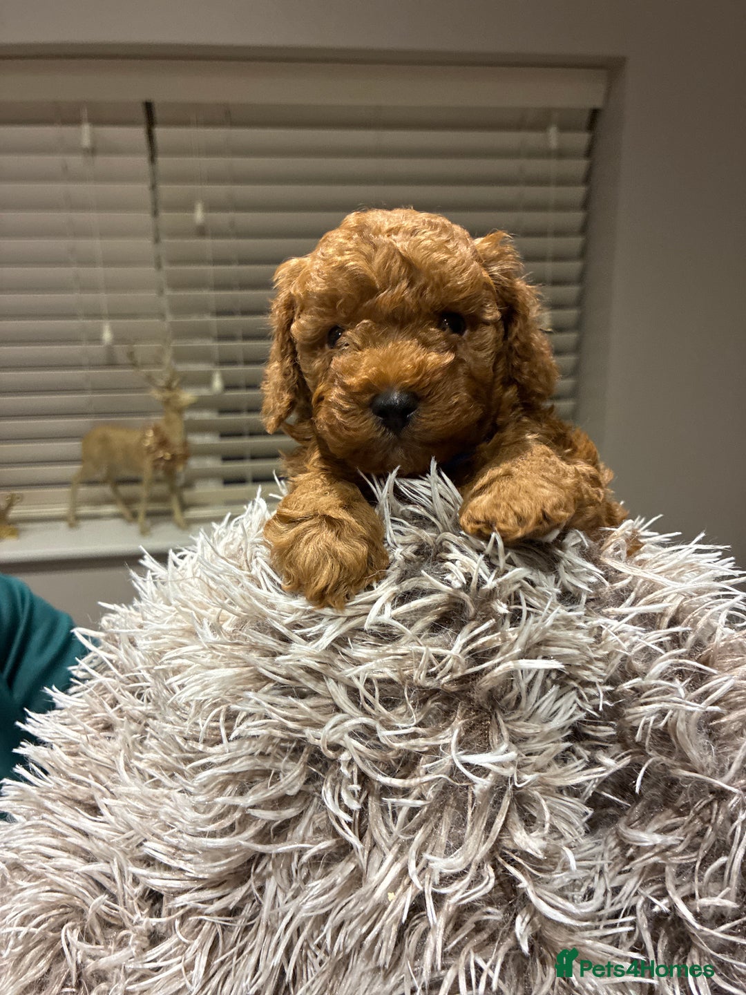 Toy Poodle dogs for sale: 5* Champion Bloodline  Asian Toy Poodles - Advert 16