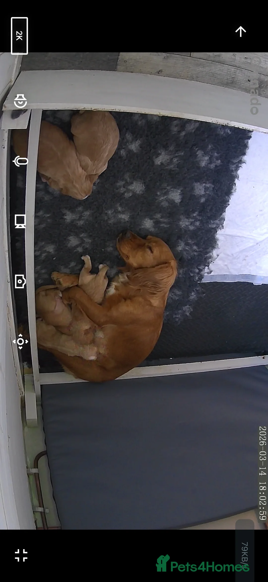 Cocker Spaniel dogs for sale: Kc working cocker spaniel pups in Workington - Advert 8