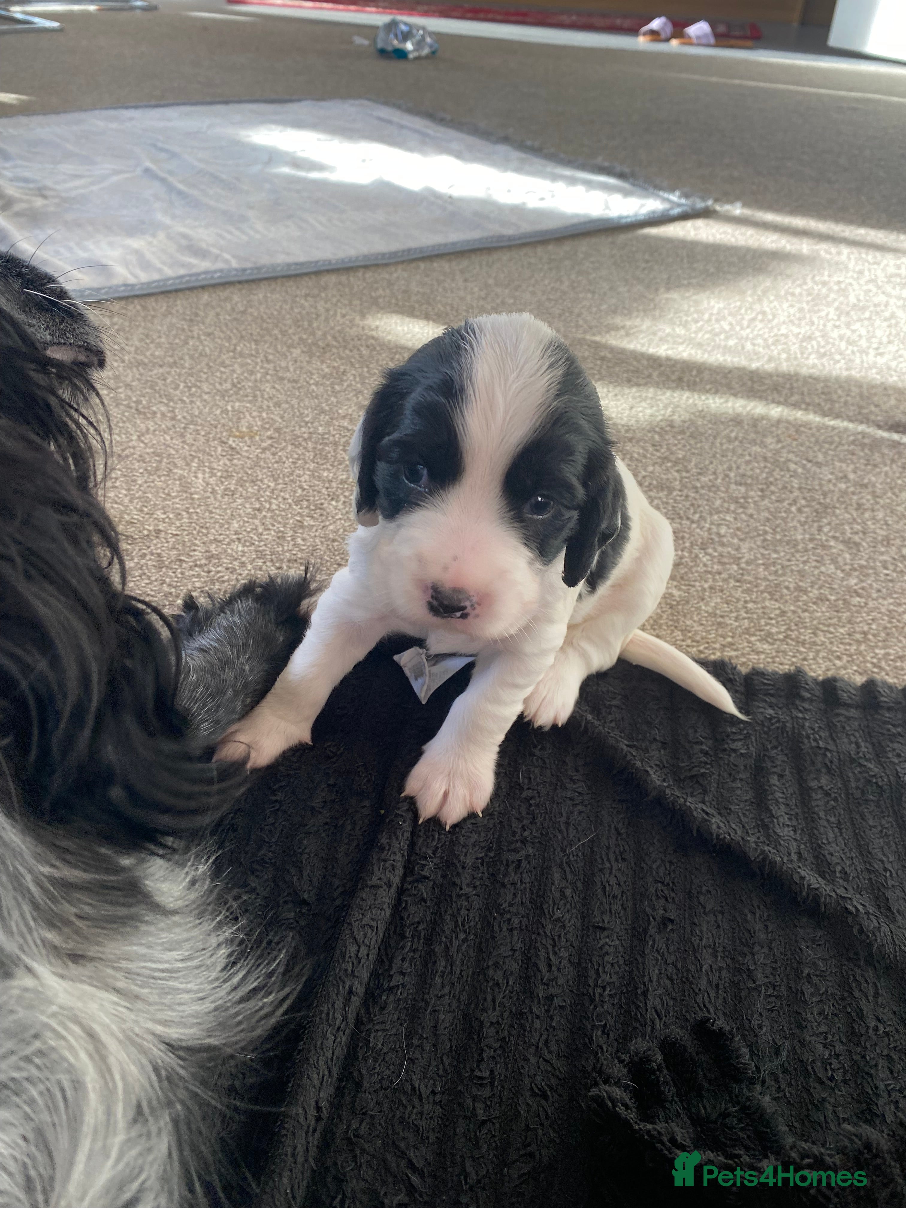 Sprocker dogs Norwich  - Advert 3