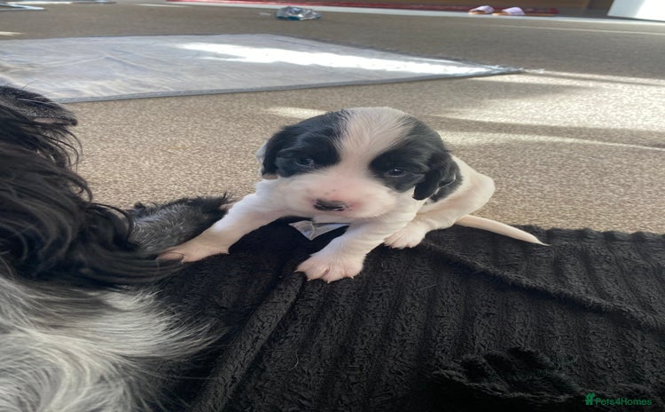 Sprocker dogs Norwich  - Advert 3