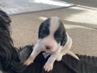 Sprocker dogs Norwich - Advert 4