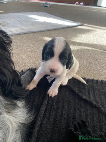 Sprocker dogs Norwich - Advert 2