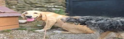 Mixed Breed dogs for adoption: Cantania in Norwich - Advert 3