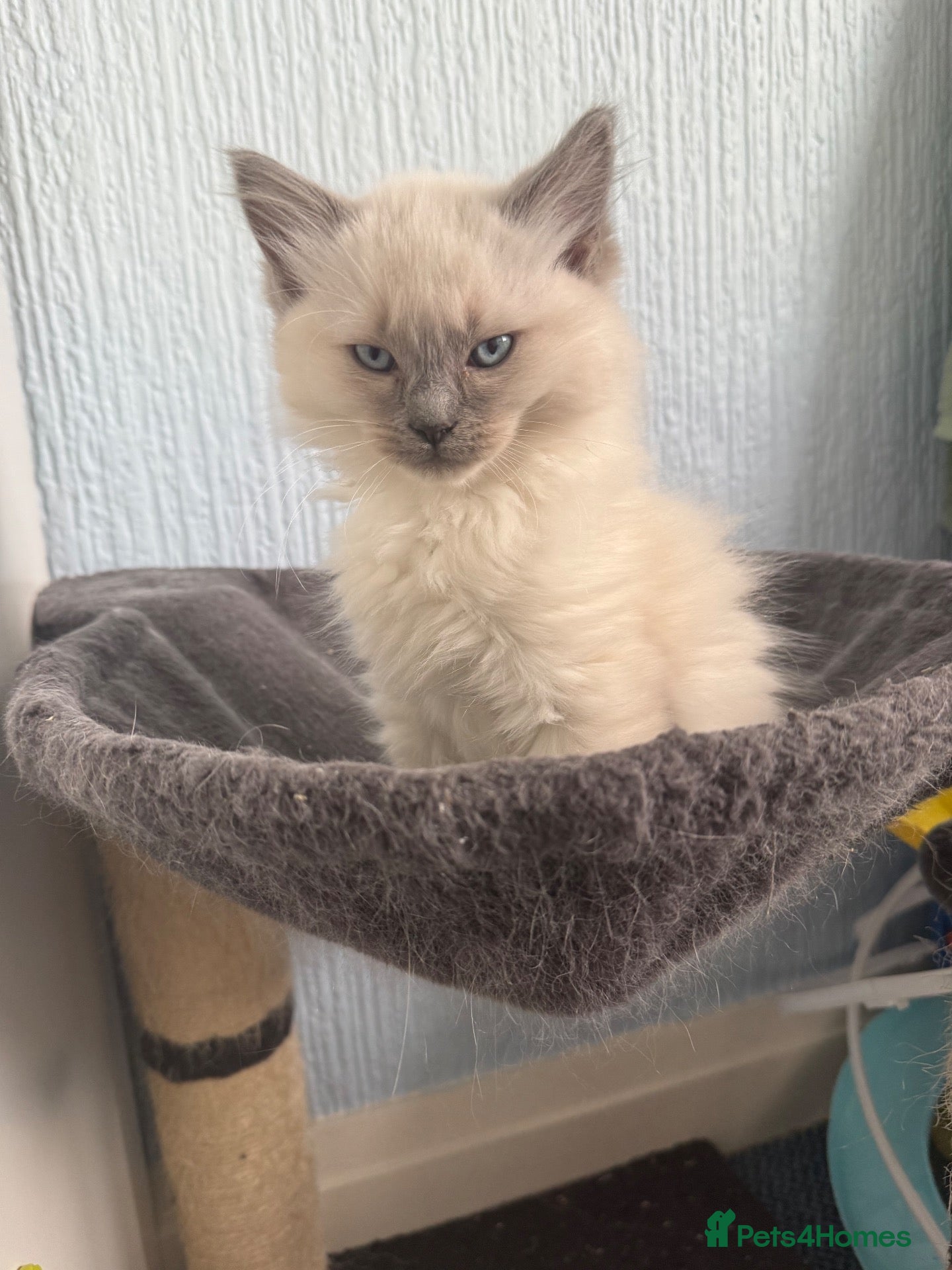 Ragdoll cats for sale: Ragdolls READY NOW  - Advert 1