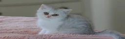 British Shorthair cats for sale: Silver Scottish folds  - Advert 1