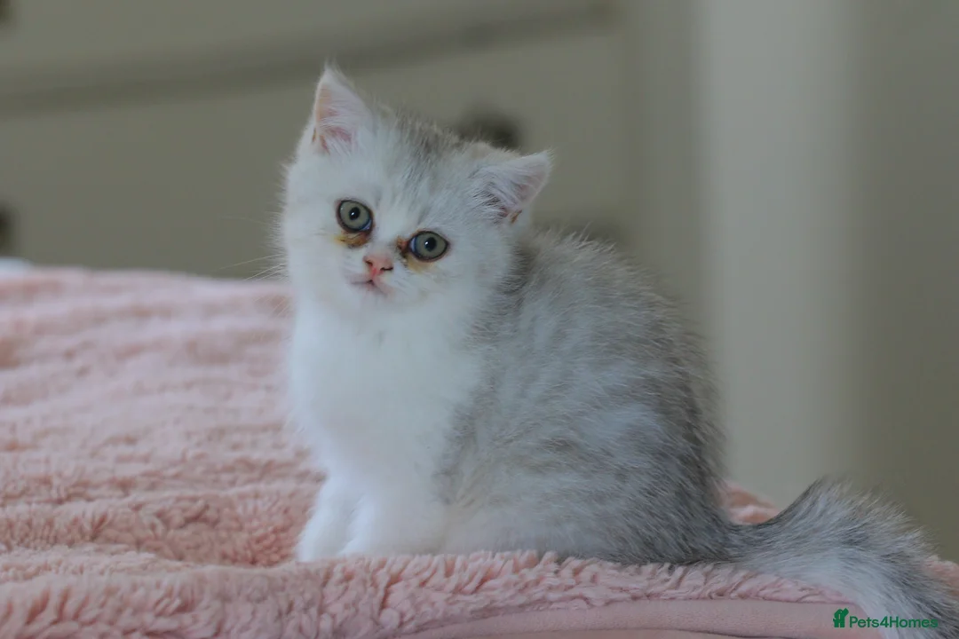 British Shorthair cats for sale: Silver Scottish folds  - Advert 1