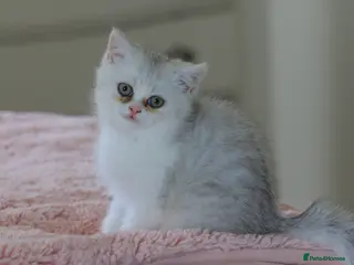 British Shorthair cats Silver Scottish folds - Advert 2