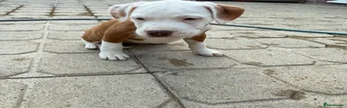 Mixed Breed 8