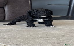 Mixed Breed dogs for sale: ✨ 2 Labradoodle x Australian Labradoodle Puppies  - Image 10