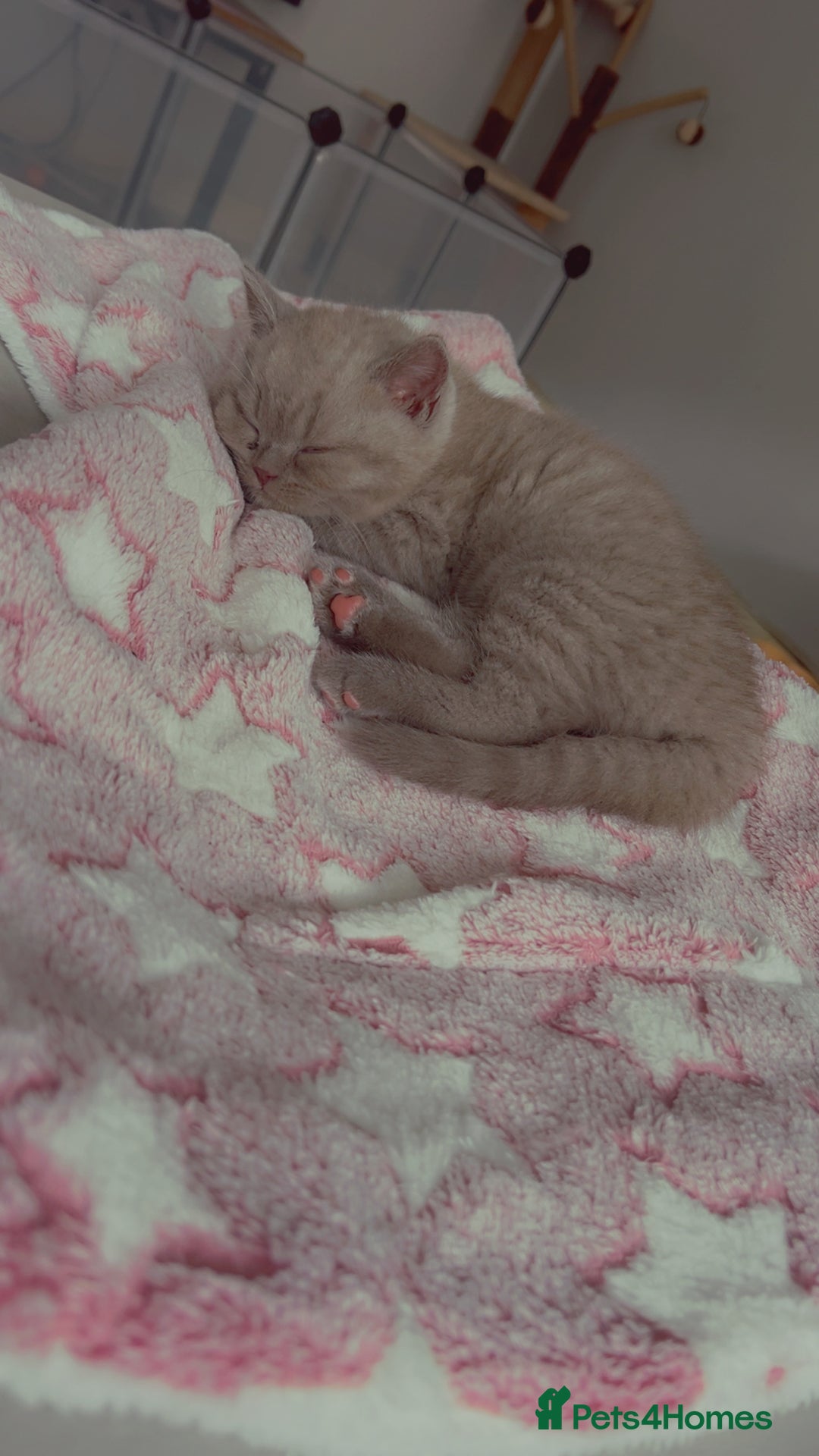 British Shorthair cats for sale: British Shorthair Kittens - Image 25