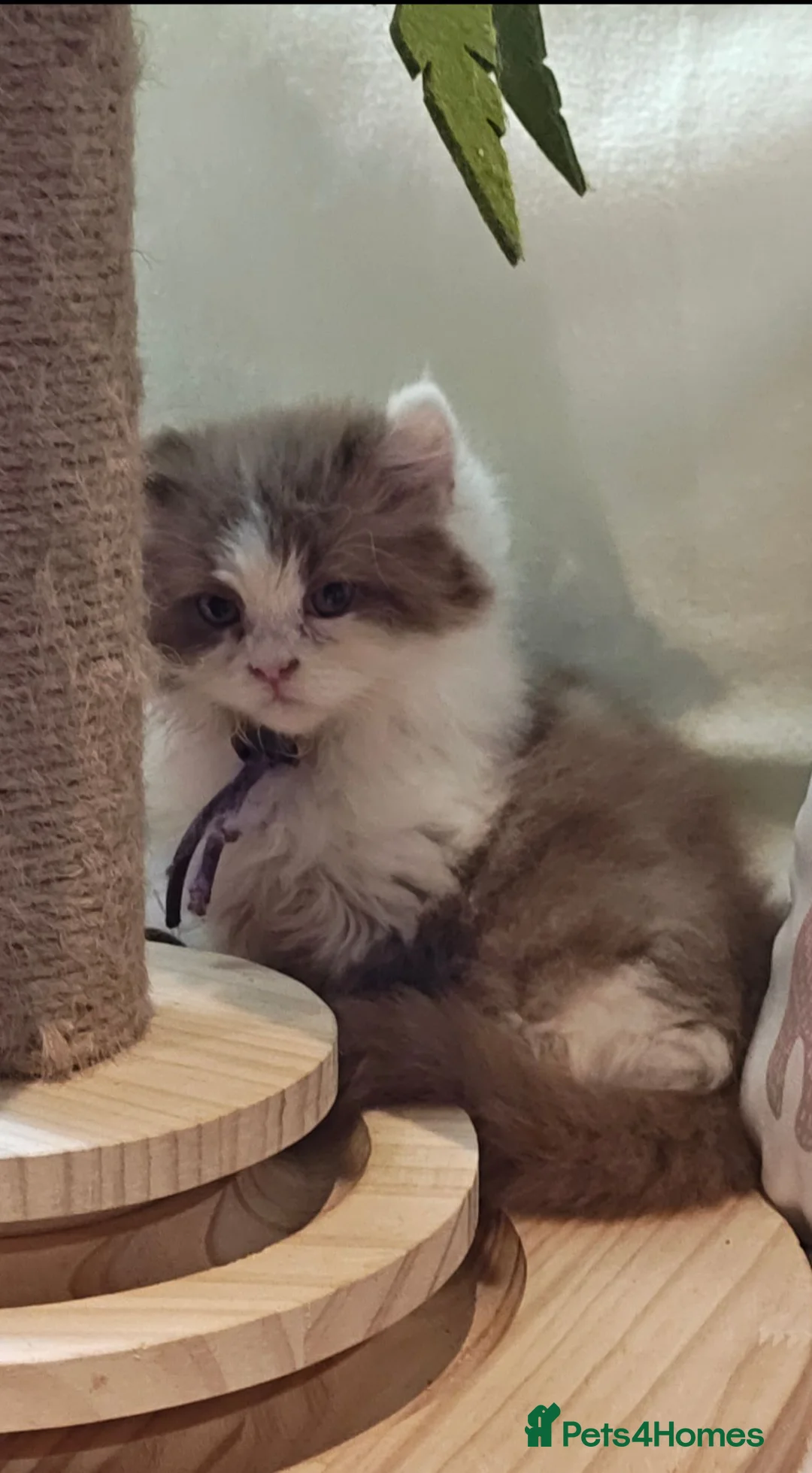 British Longhair cats for sale: Fawn/cinnamon/red/blue golden  - Advert 11