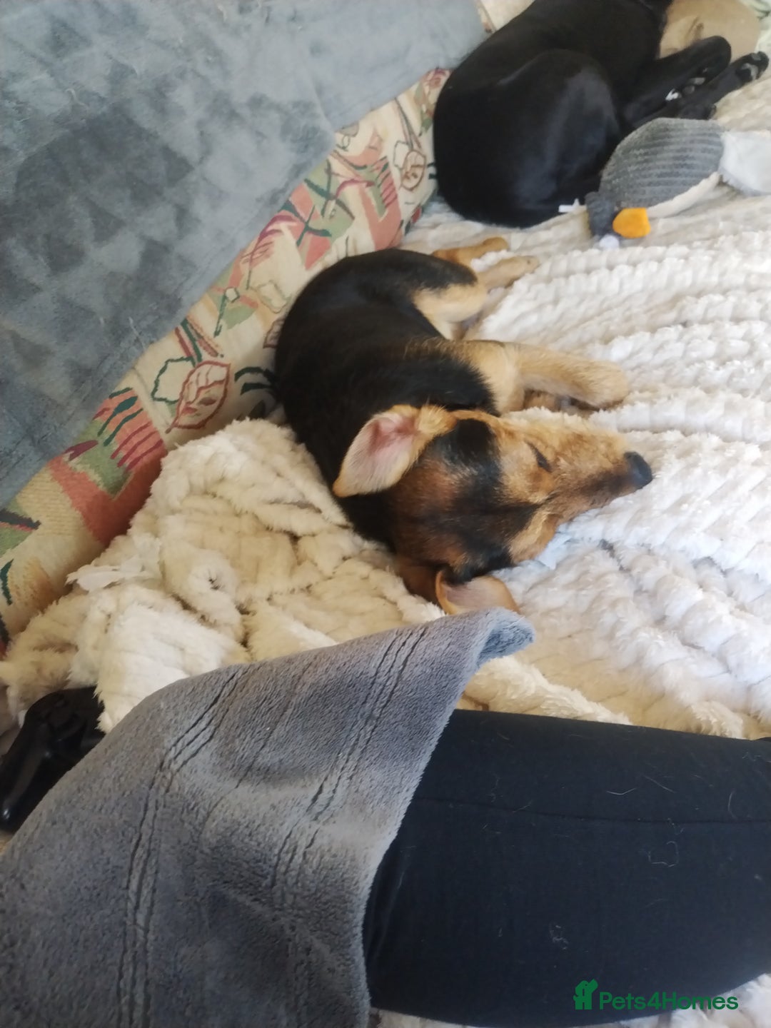Mixed Breed dogs for sale: The puppy who will make your life hole - Image 2