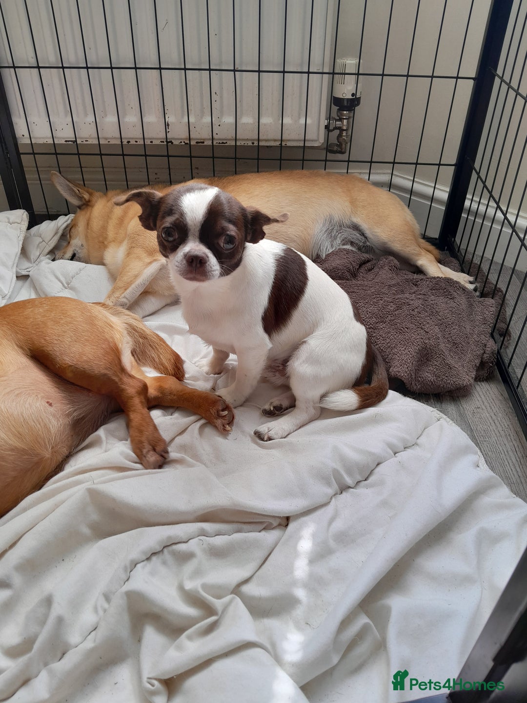 Chihuahua dogs for stud: Chocolate & White Chihuahua in Grimsby - Image 3