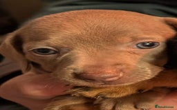 Mixed Breed dogs for sale: 3/4 Mini Dachshund 1/4 Jack Russell - Advert 9