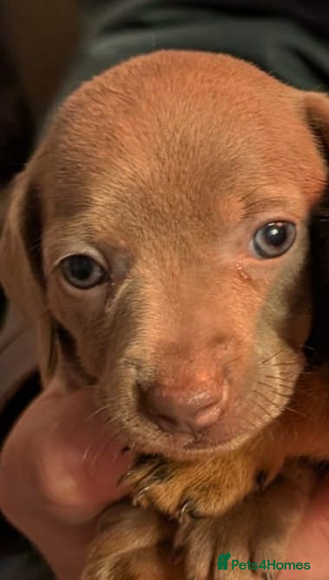 Mixed Breed dogs for sale: 3/4 Mini Dachshund 1/4 Jack Russell - Advert 9