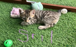 Mixed Breed cats for sale: 5 kitten’s available today  - Image 24