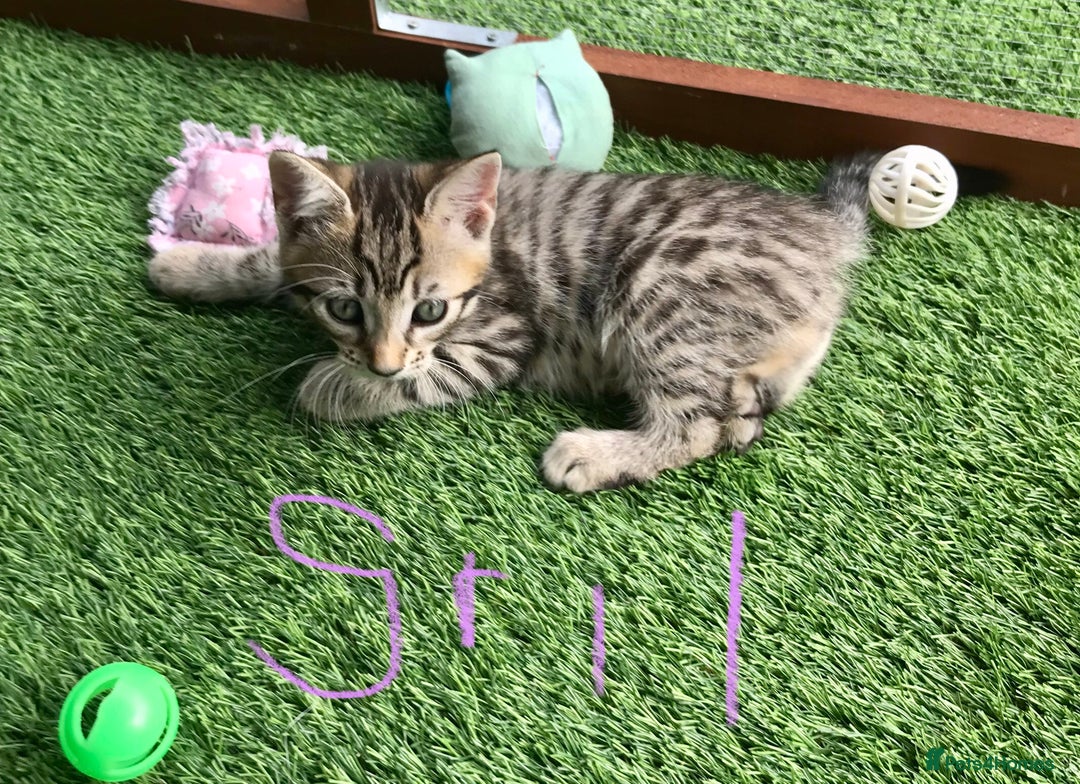 Mixed Breed cats for sale: 5 kitten’s available today  - Image 24