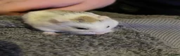 Hamster rodents for sale: 10 Month old Roborovski Dwarf Hamster  - Advert 10