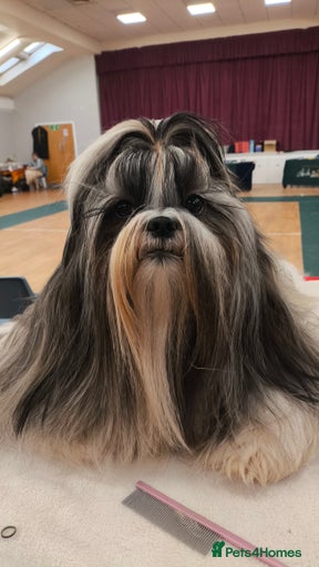 Gallery Image {{count}}