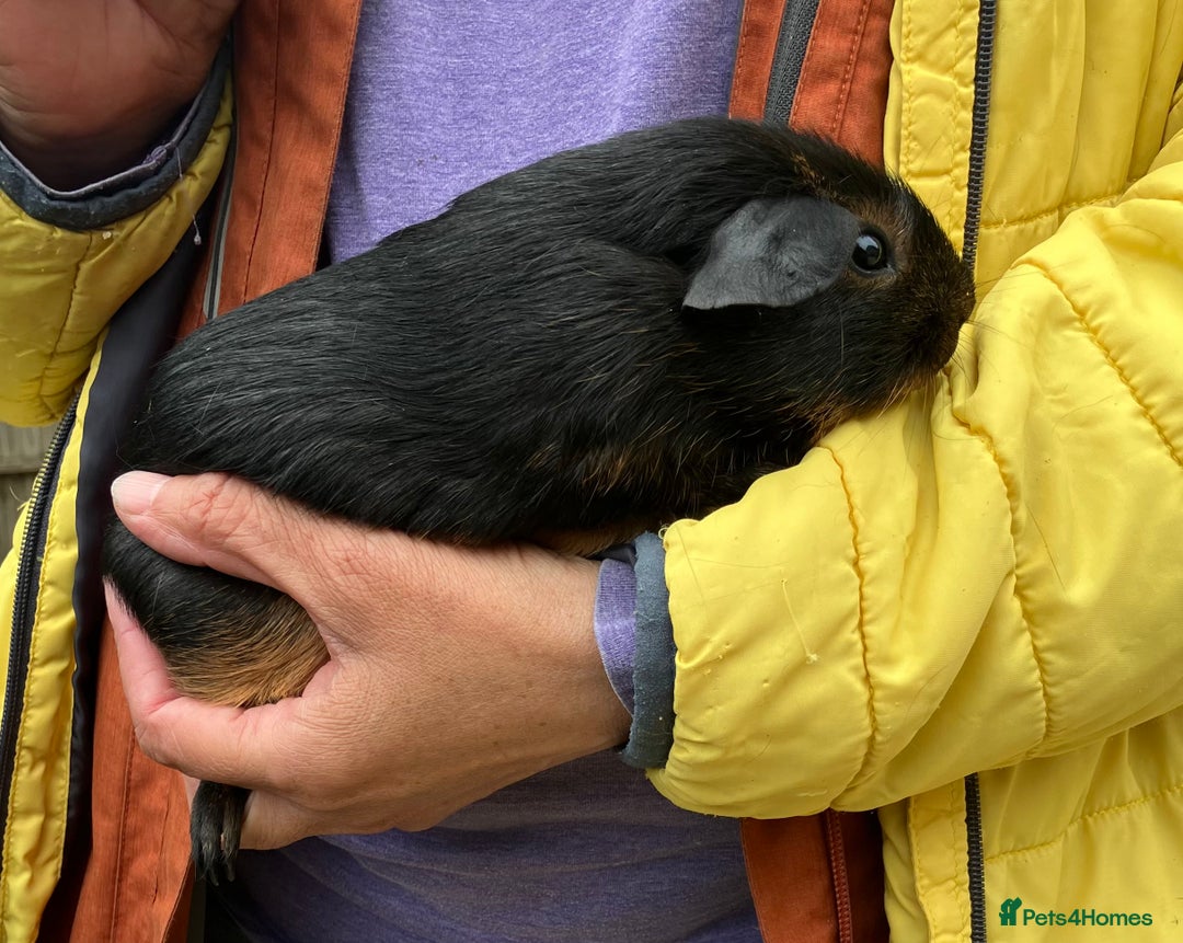 Guinea Pig rodents for sale: Purebred baby Black Tan guinea pig brothers - Advert 1