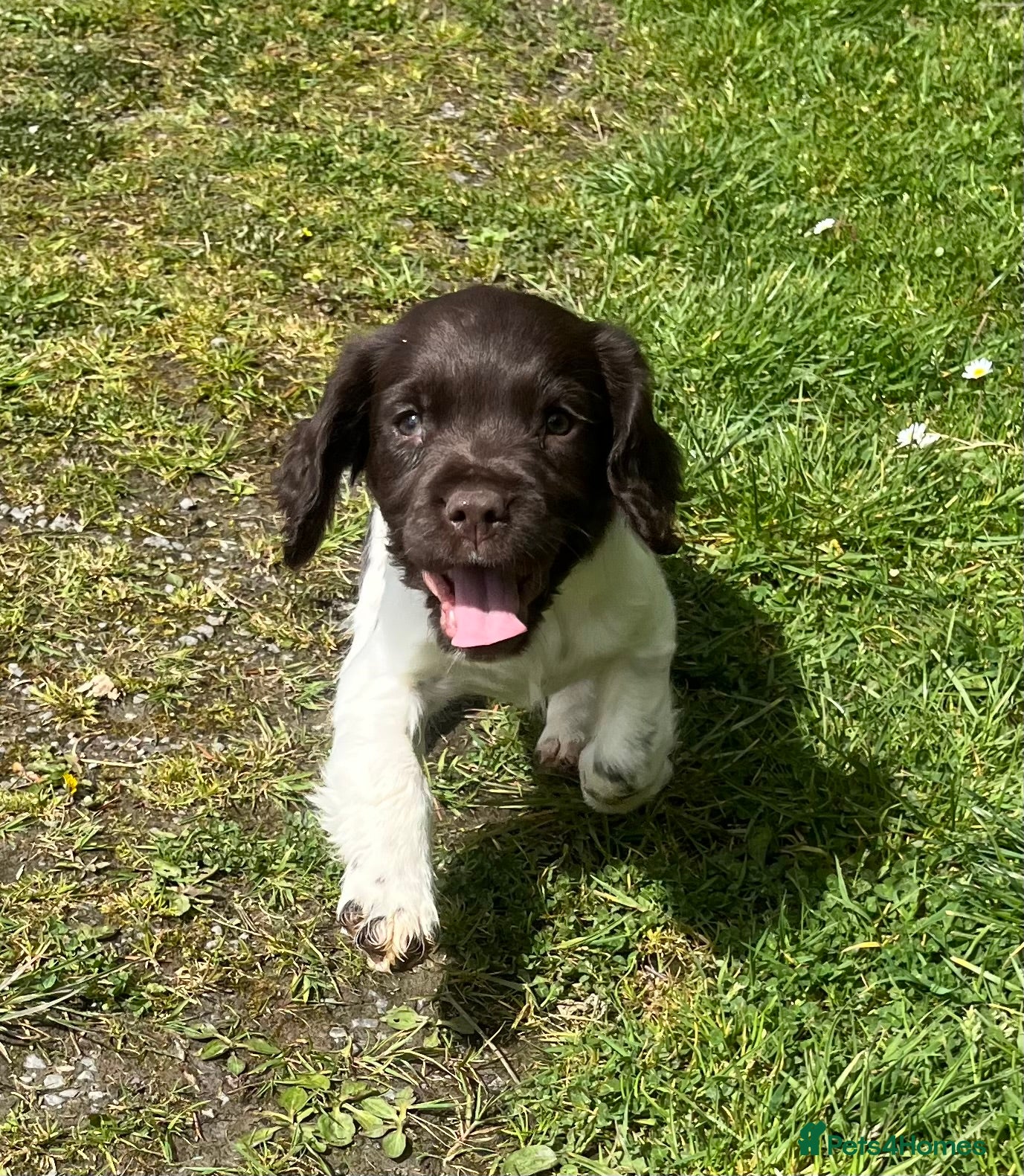 English Springer Spaniel dogs KC reg Springer Spaniel BOYS - Advert 15